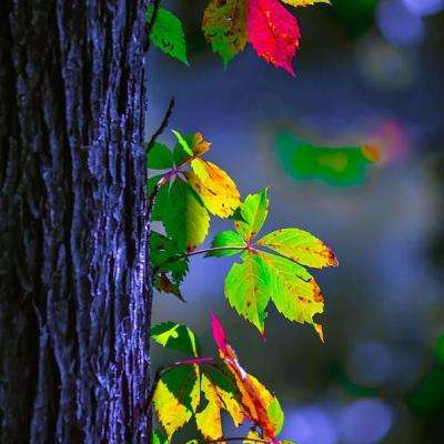 万博全站(Manbetx)